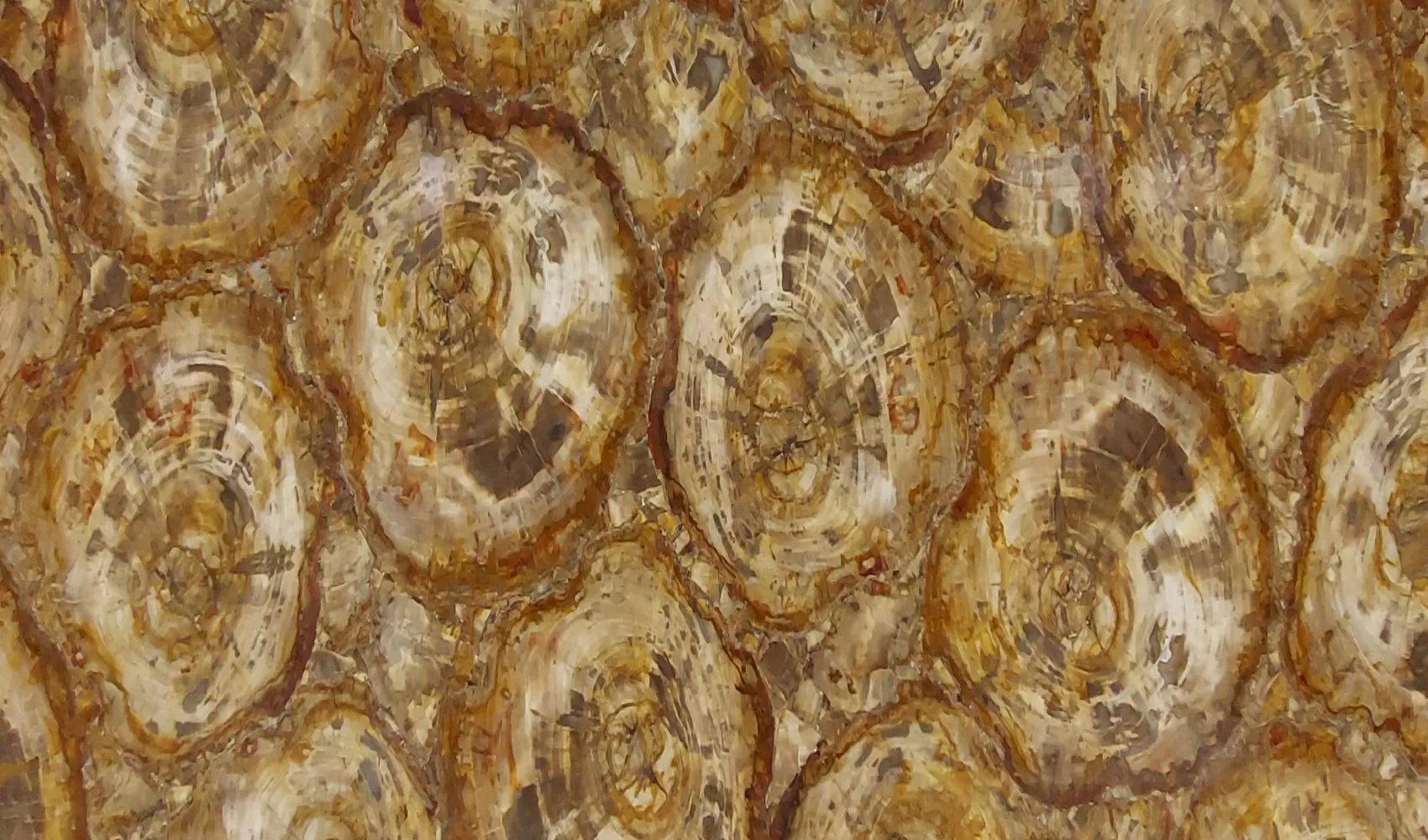 Окаменелое дерево Petrified Wood Brown